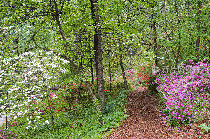 穿过布满杜鹃花和盛开的山茱萸的树林