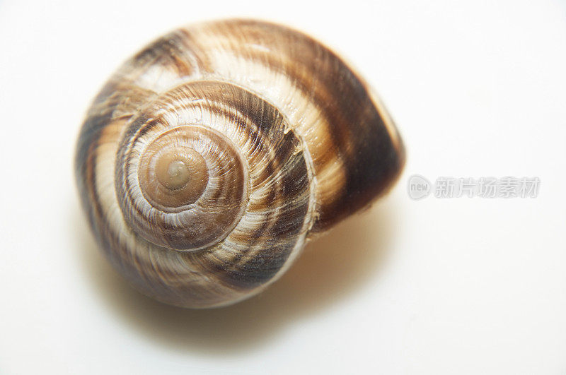 空蜗牛壳
