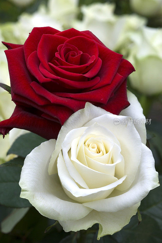 红玫瑰和白玫瑰并排开放