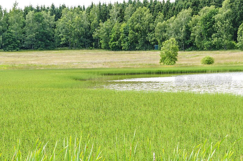 绿芦苇草甸湖森林景观保护区