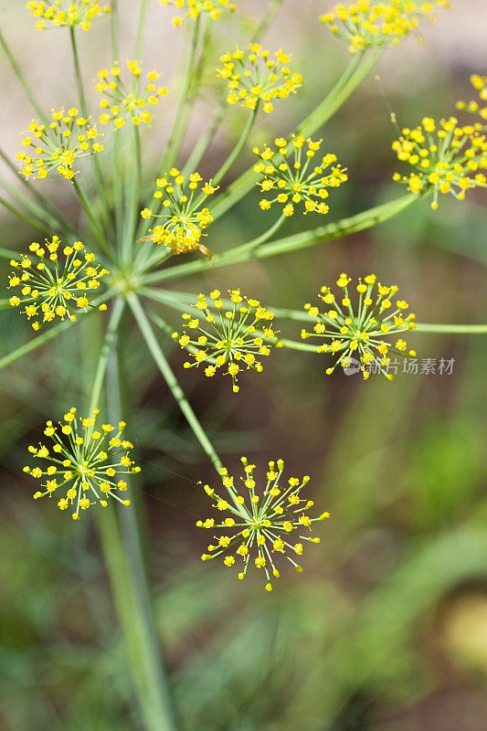 新鲜莳萝开花