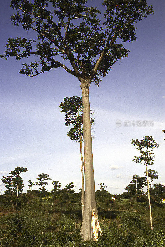 西非加纳南部残留的热带雨林木棉树