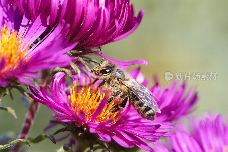 蜜蜂在米迦勒菊上