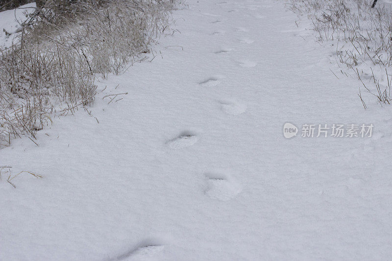 在洁白的雪地上留下脚印