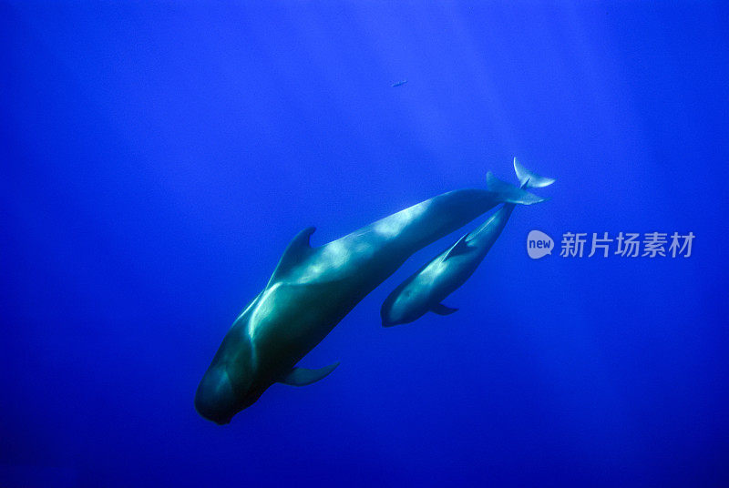 格洛比西帕拉宏欣丘斯两头鲸鱼加那利亚斯西班牙特内菲蓝色