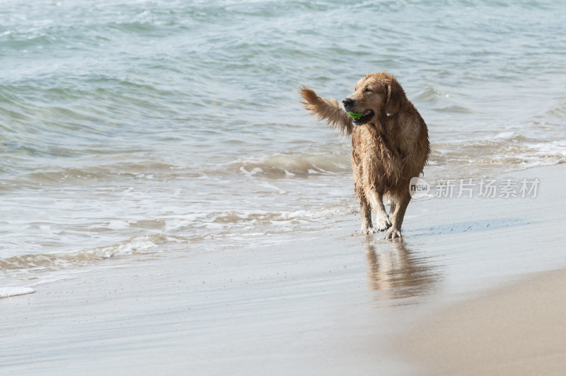 海滩上的金毛寻回犬