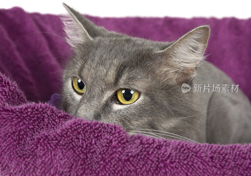 小灰猫躲在紫色毛巾里