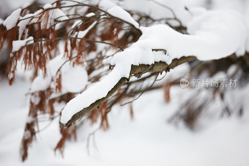 冬天被雪覆盖的景观特写