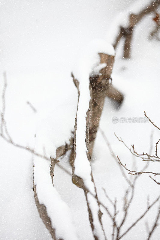 冬天被雪覆盖的景观特写