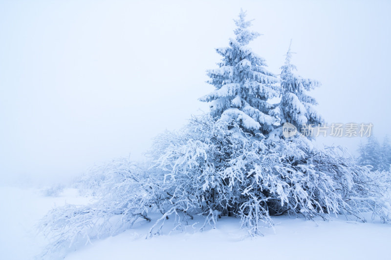 山上的冬树被新雪覆盖