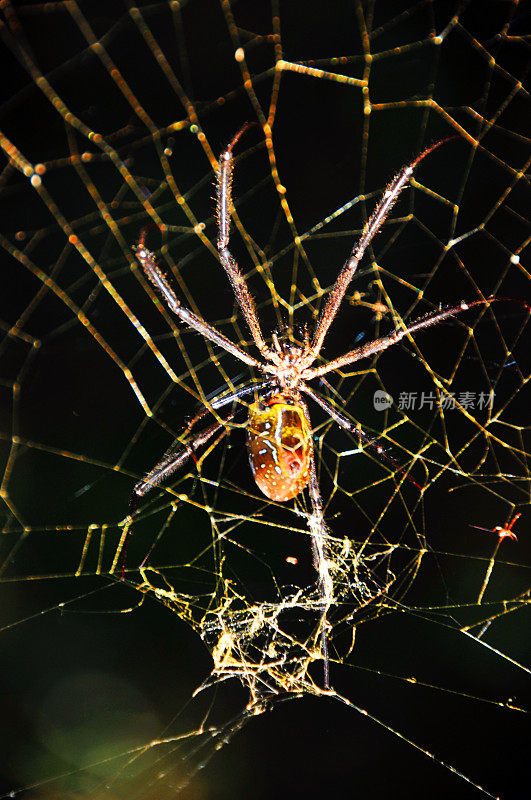 丝绸orb-weaver蜘蛛
