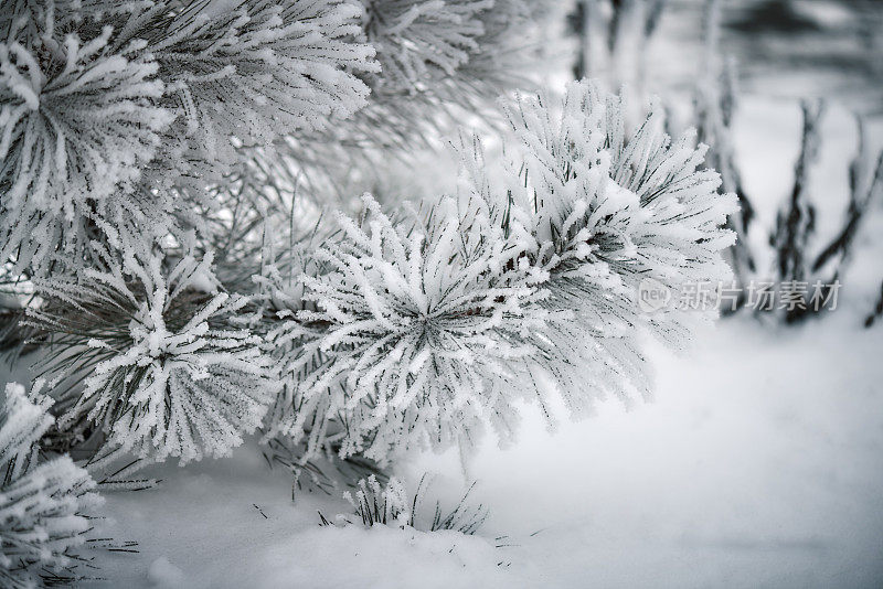 白雪覆盖的松树枝上。