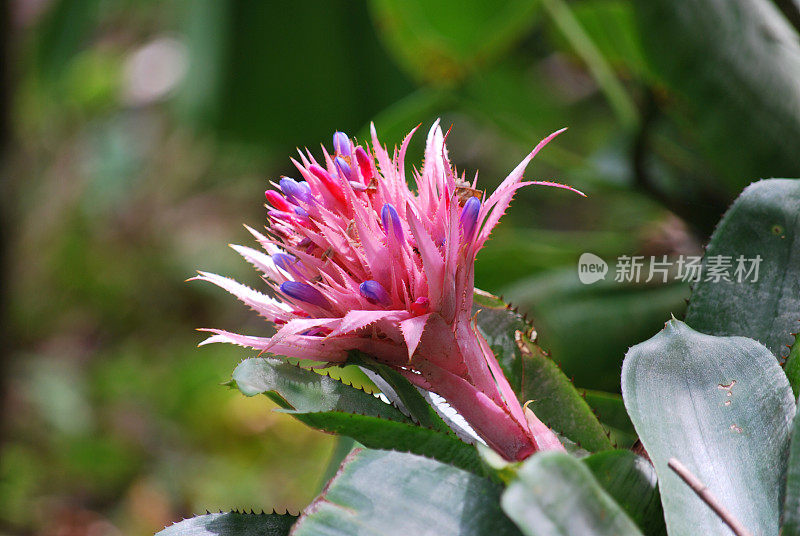 盛开的粉红色凤梨花在夏威夷群岛