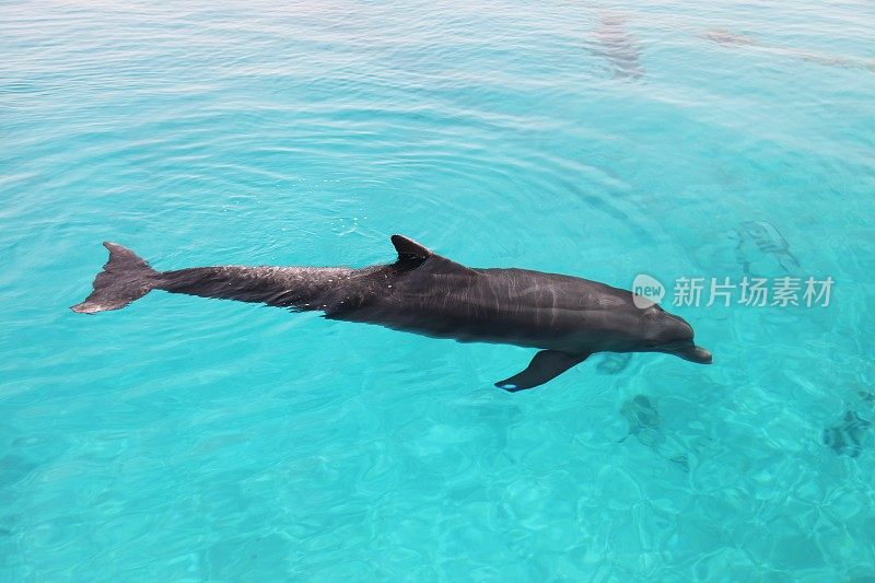 海豚在水下海洋