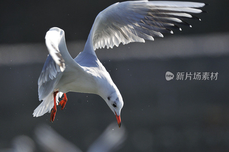 黑头鸥