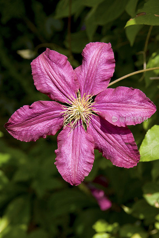 淡紫色clematis