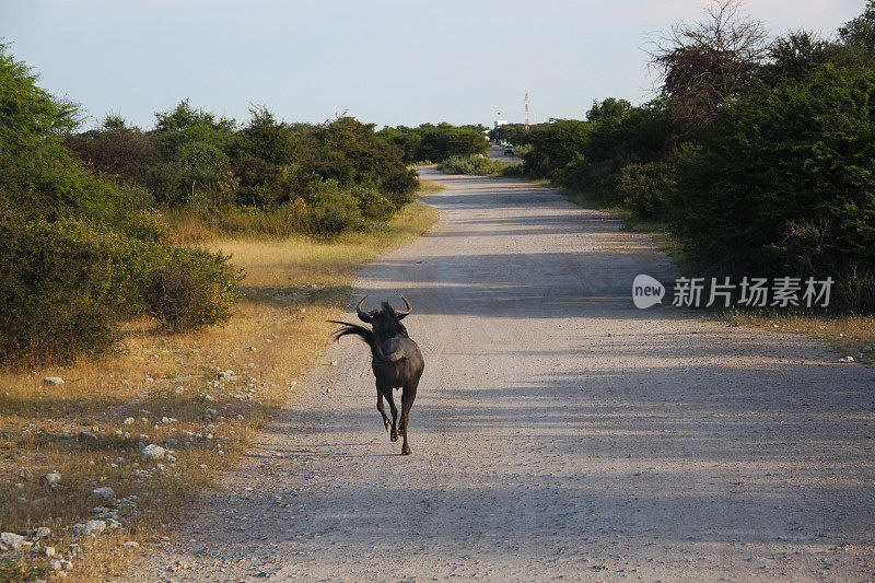 纳米比亚:埃托沙国家公园里的黑角马