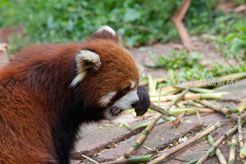 中国小熊猫-成都，四川省，中国