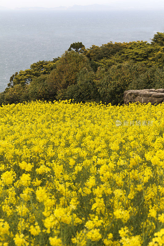 油菜籽花