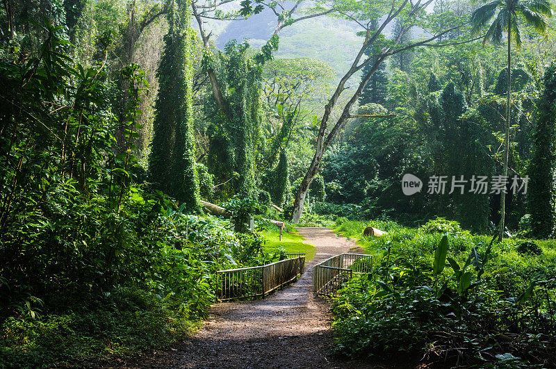 穿过原始雨林的小路