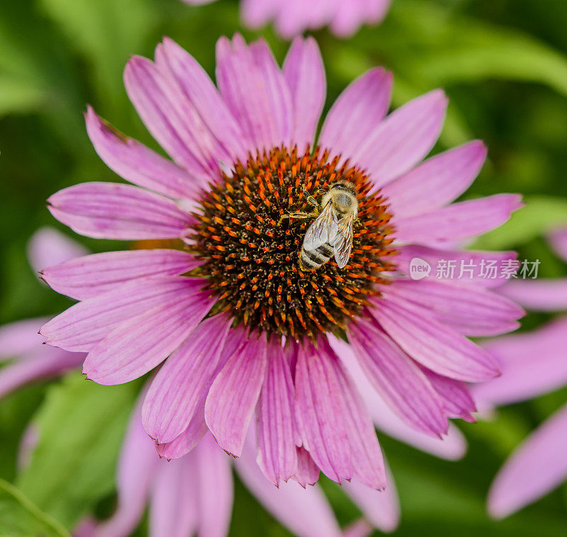 可怕的花朵蜜蜂紫锥花大锥花头