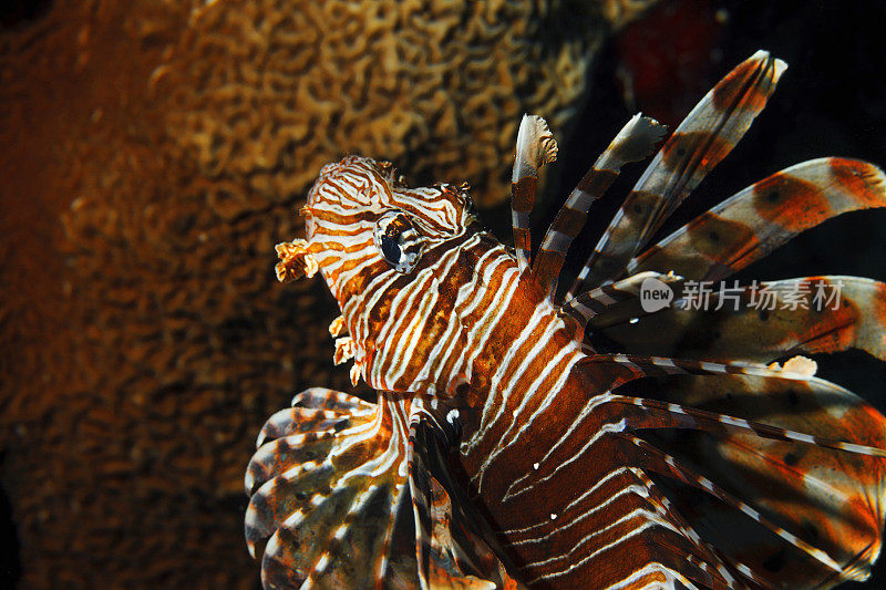 狮子鱼水下海洋生物珊瑚礁