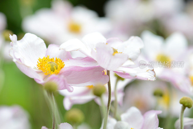 粉红银莲花