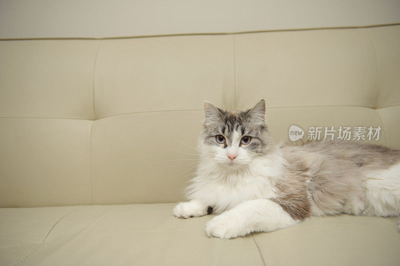 缅因猫躺在沙发上