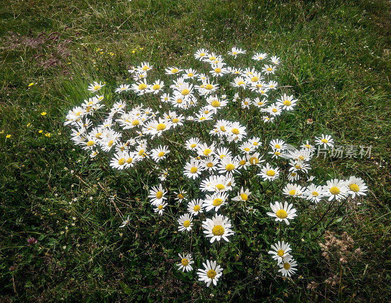 夏日英国野花丛生的草地