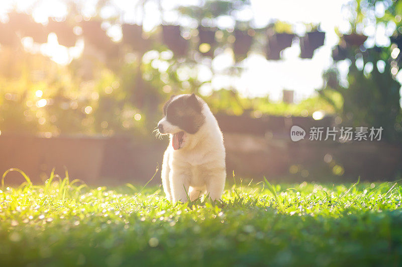 小狗在花园里玩耍