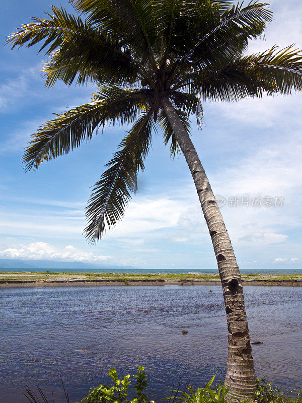 印度尼西亚，西巴布亚岛，海岸线和椰子树。
