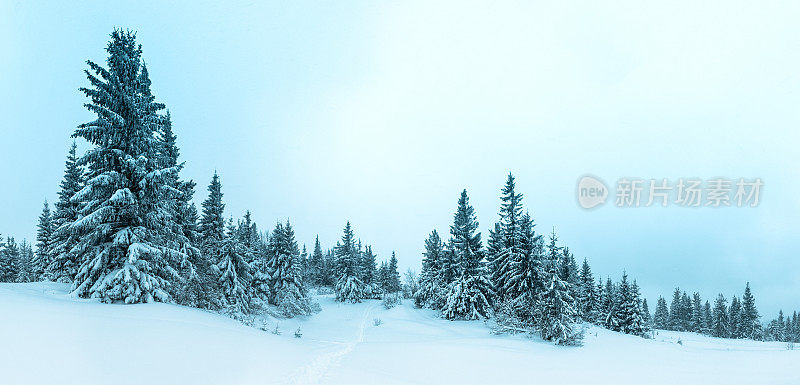 美丽的冬季景观和白雪覆盖的树木