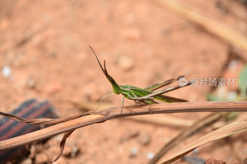 Phasmatodea