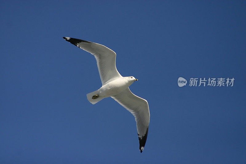 海鸟在飞行中