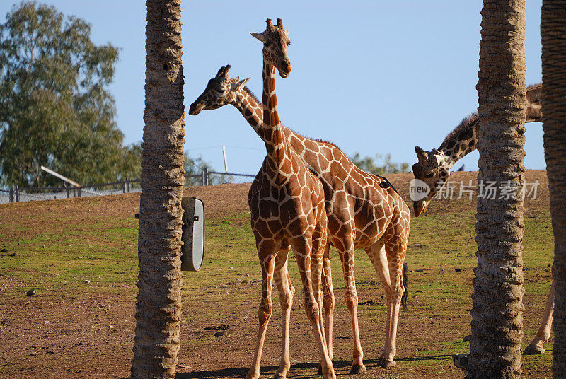 动物――长颈鹿