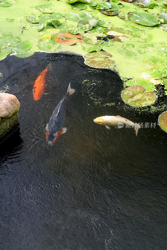 鲤鱼游泳