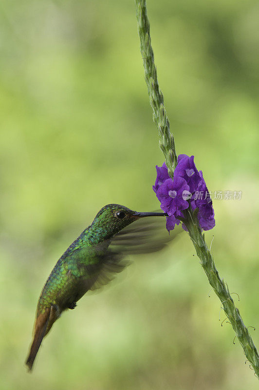 哥斯达黎加的蜂鸟和紫花