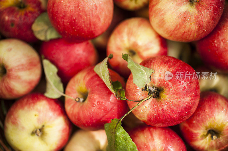 生物的苹果