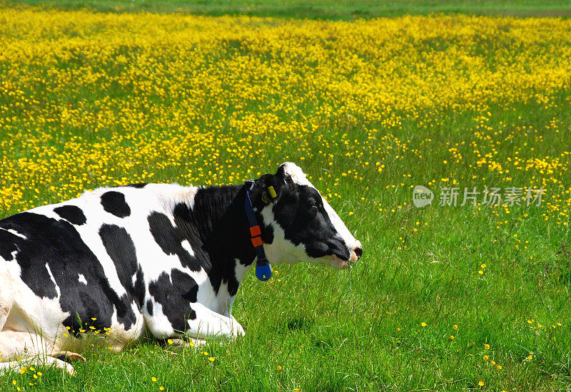 躺在毛茛花丛中的荷斯坦奶牛。