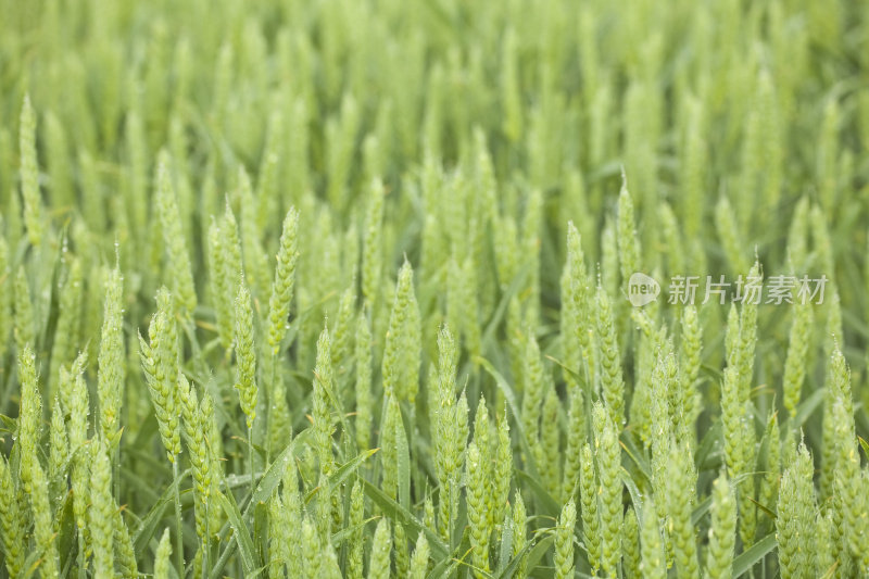 雨后的小麦田