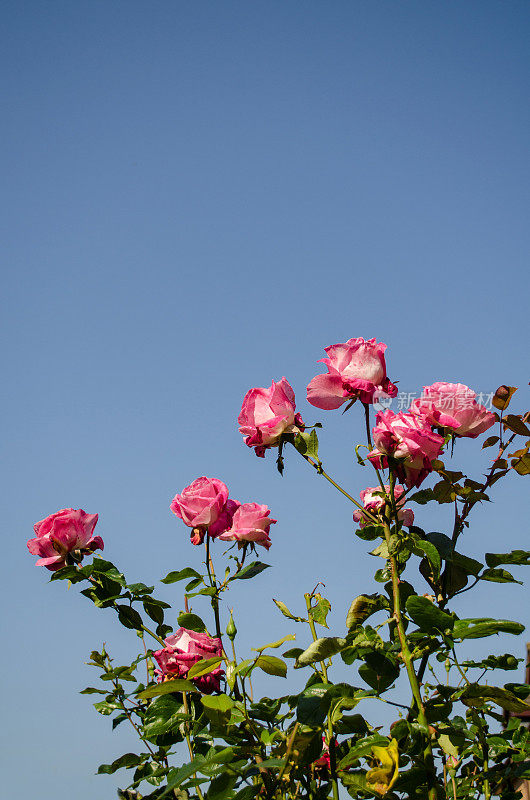 玫瑰花园和蓝天