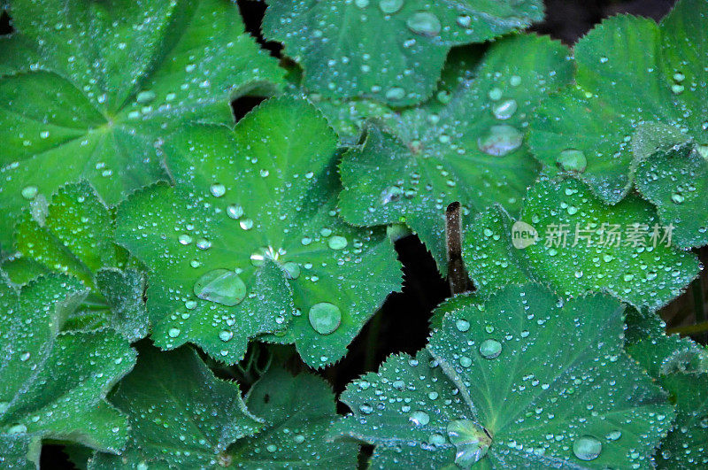 植物上的雨水