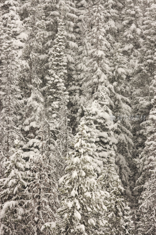 松树林暴风雪雪