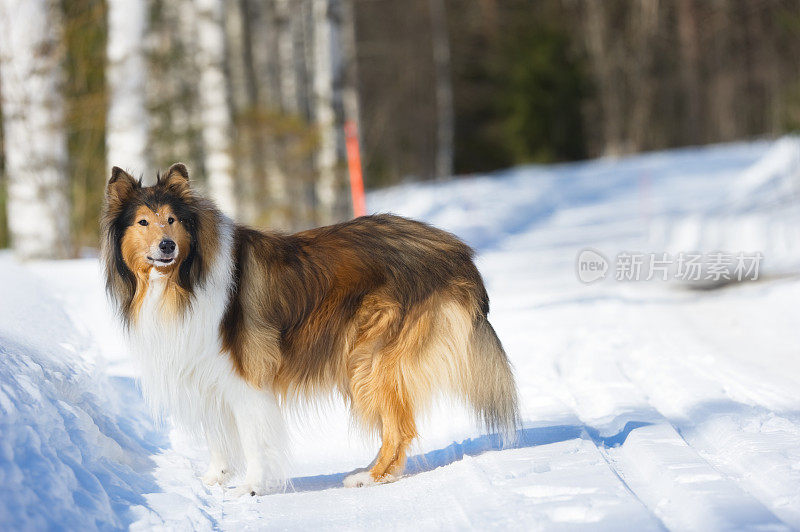 狗在雪地