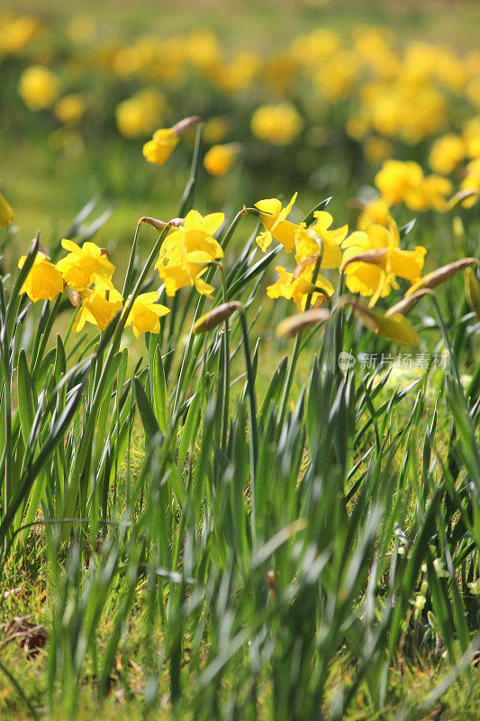 水仙花(daffodils)的草地形象