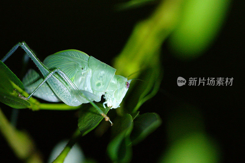 厄瓜多尔的蚱蜢