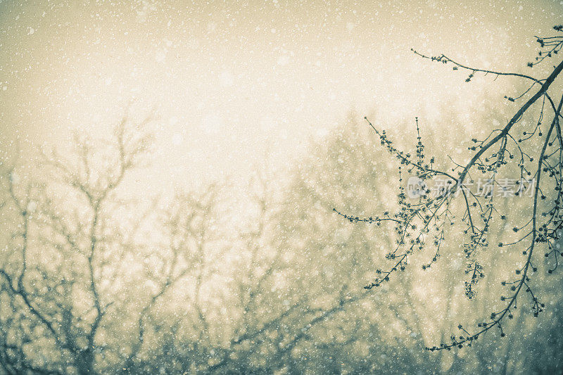 冬季背景-光秃秃的树木和树枝在暴风雪