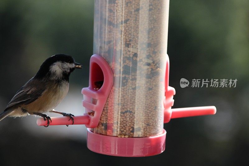 Songbird花园给料机