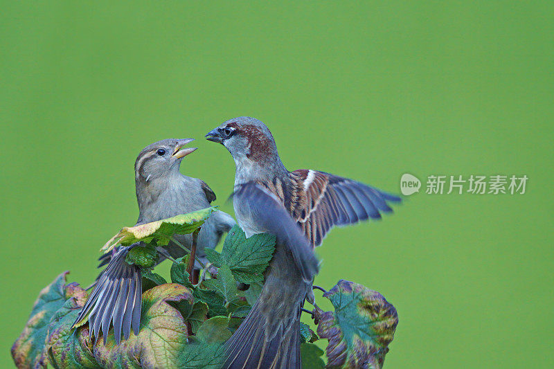 两个麻雀