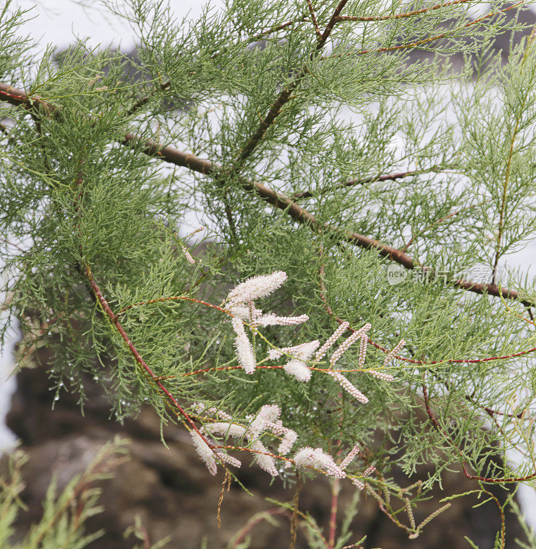 红柳(高卢红柳)开花